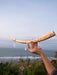 Hand holding a longhorn with earrings against a scenic ocean backdrop