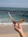 Hand holding a large shell against a beach backdrop with ocean waves.