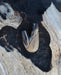 Distinctive character of the Kuripe pipe crafted from petrified wood, unique to each piece.