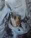 Timeless appeal of the Kuripe pipe made from petrified wood, a classic choice.